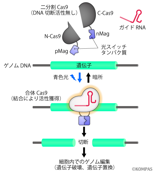 図1. 光Cas9によるゲノム編集の原理 (Nihongaki, et al., Nat Biotech, 2015)