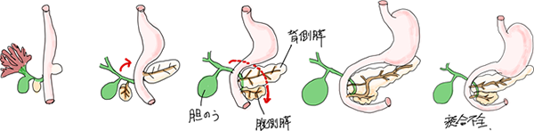 図1．胆膵の形成