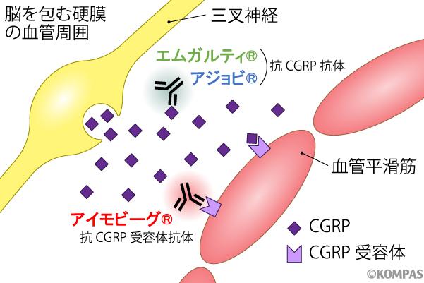 図2．抗CGRP抗体、抗CGRP受容体抗体の作用機序