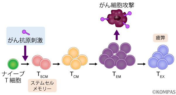 図3. がんを攻撃するT細胞の分化様式