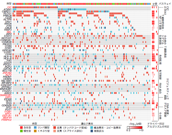 図２．全ゲノム解析によるATLの異常の全体像