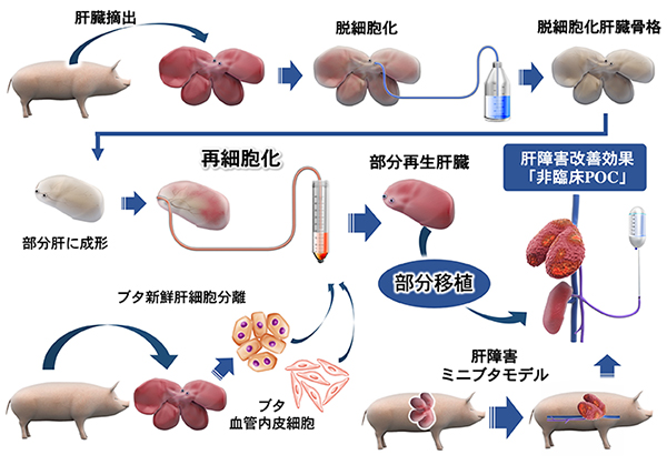 図１．研究開発概要（肝臓摘出〜脱細胞化〜再細胞化〜移植）