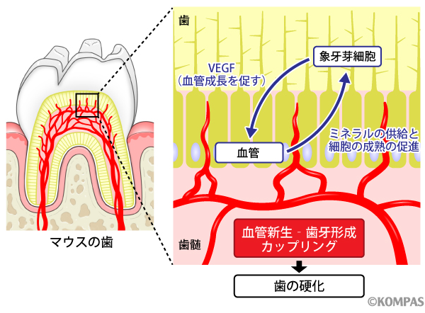 図２．血管が歯を硬化させる仕組み