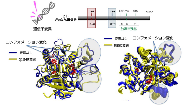 図２．PAF-AH2変異蛋白の3次元構造のシミュレーション