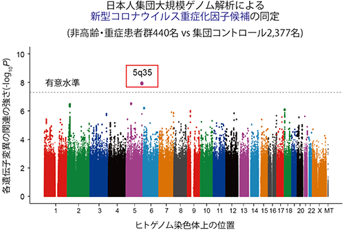 図２．日本人集団におけるCOVID-19重症化ゲノムワイド関連解析の成果
