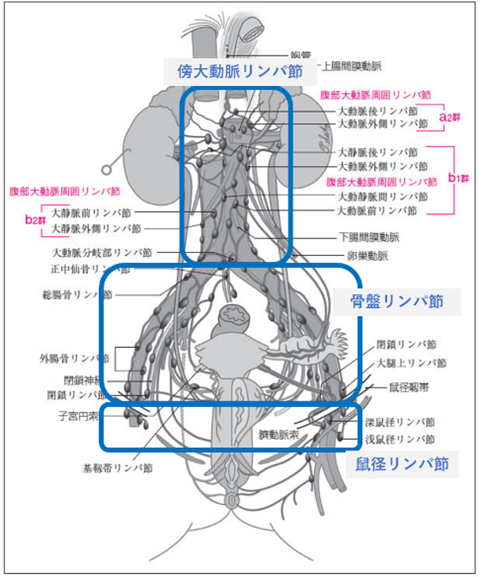 図１．婦人科がんの領域リンパ節（日本癌治療学会「リンパ節規約」（金原出版）より改変）