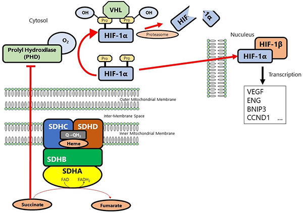 図４．SDHBタンパク質の位置と機能の模式図