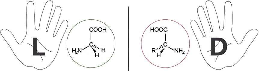 図１．アミノ酸には鏡に写したような左右の構造がある