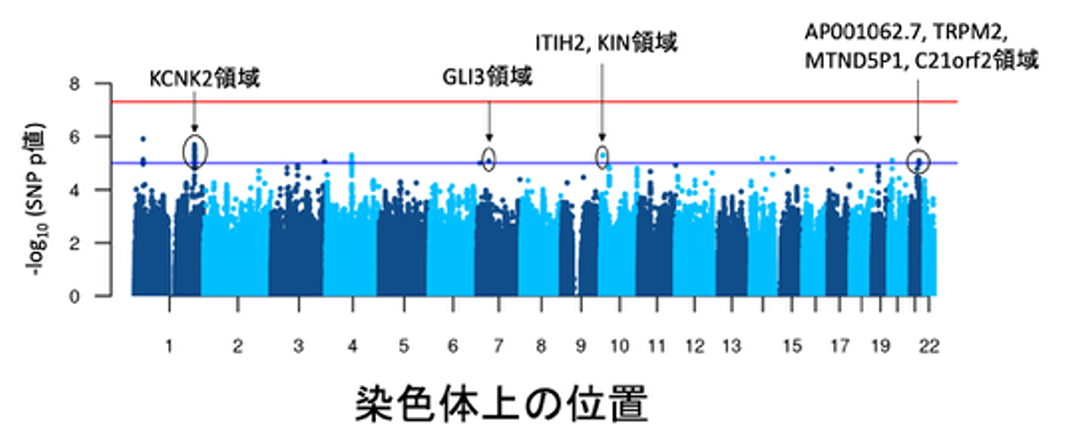 図２．冷えの有無に関するゲノムワイド関連解析結果のマンハッタンプロット