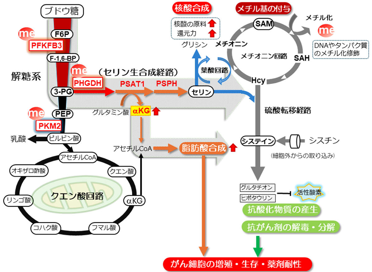 図１．パクリタキセル抵抗性乳がん細胞の代謝特性