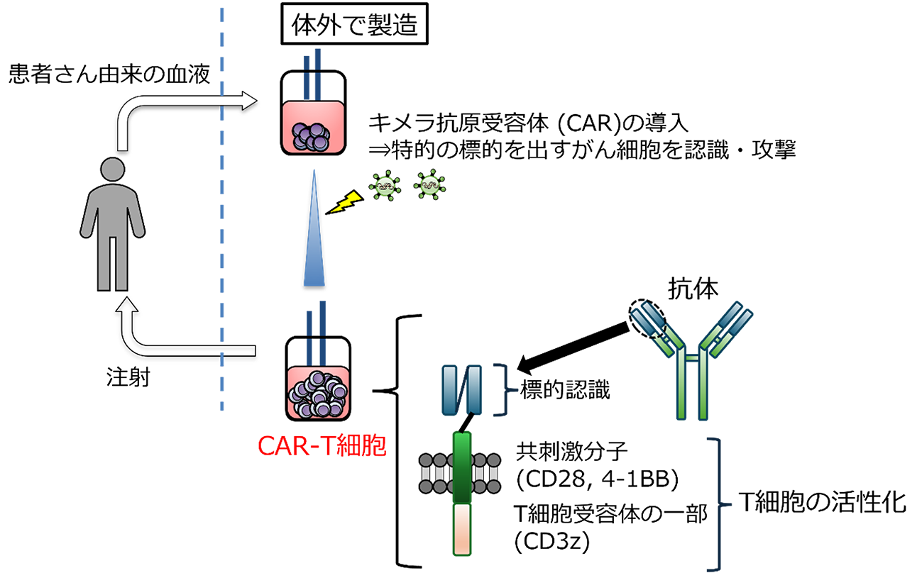 図１．CAR-T細胞療法の概要