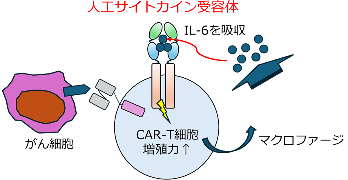 図２．CAR-T細胞療法の治療効果と安全性を同時に高める人工サイトカイン受容体の開発