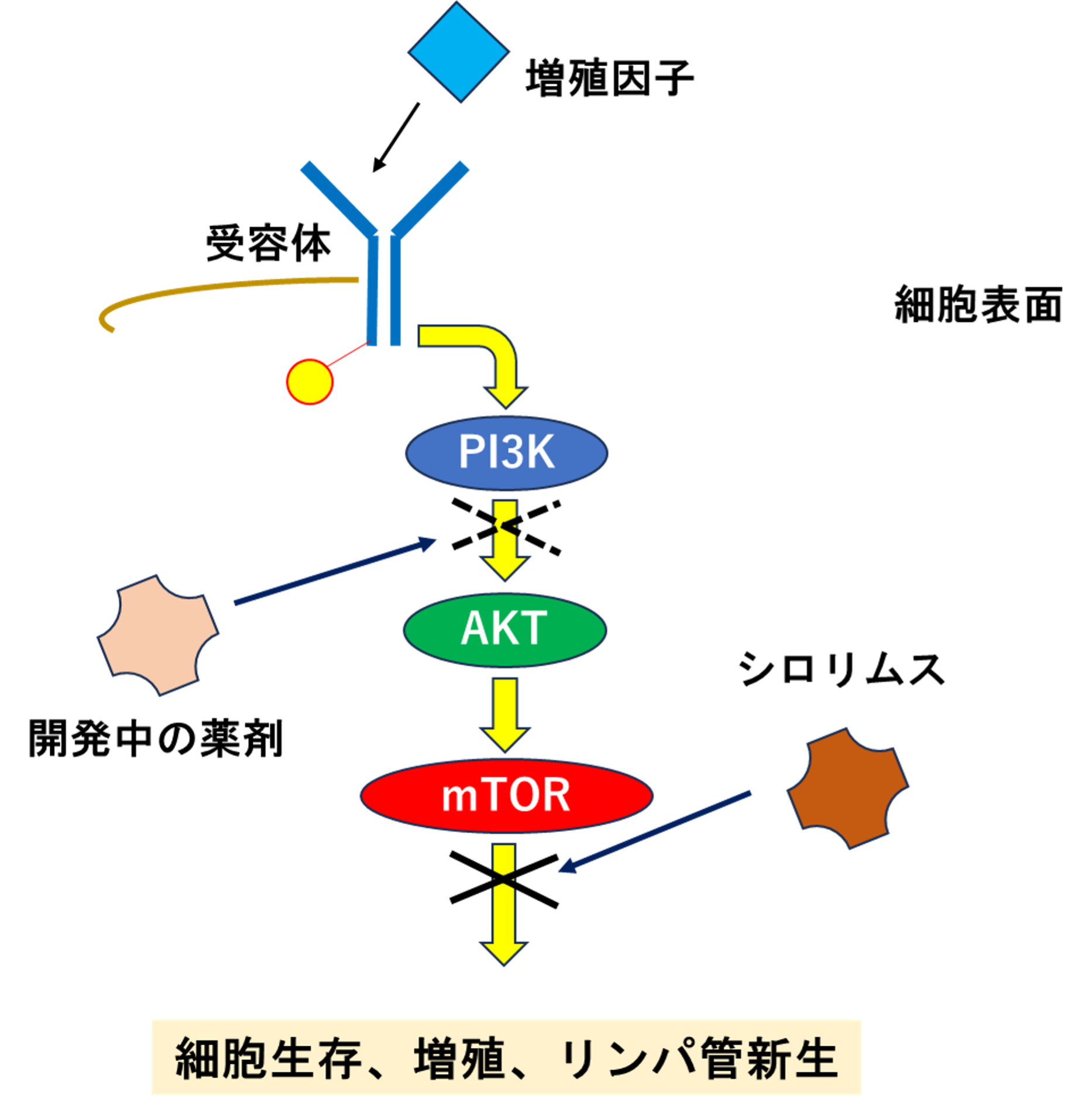 図２．PI3K-AKTシグナルとシロリムス