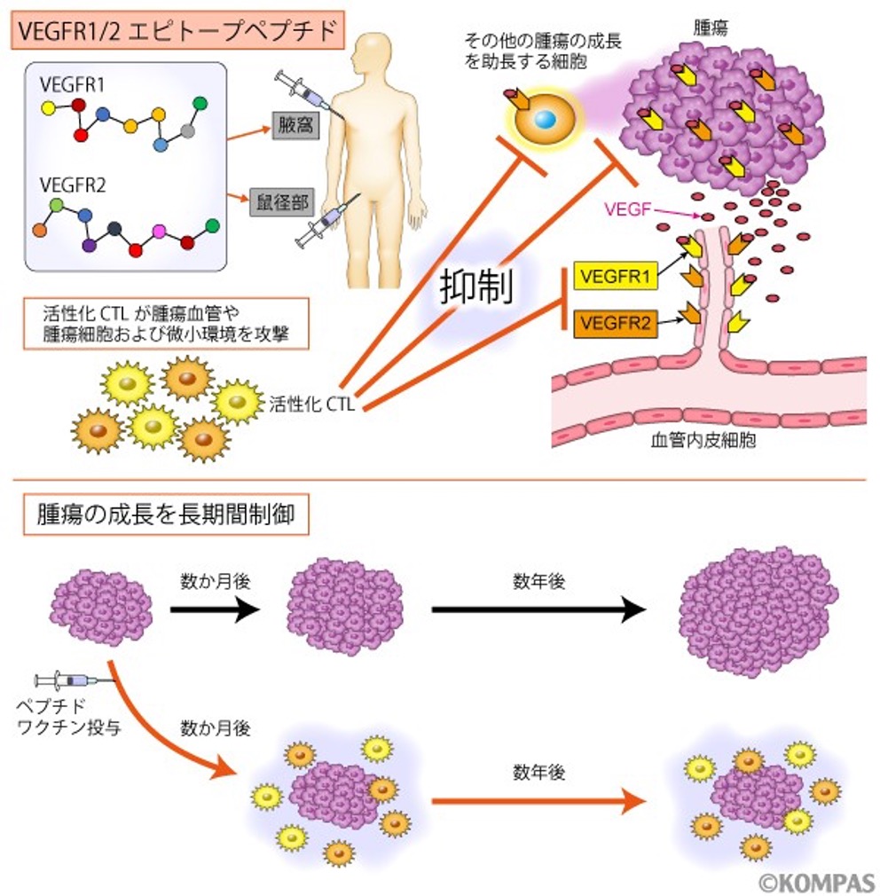 図２．VEGFRペプチドワクチンの治療メカニズム