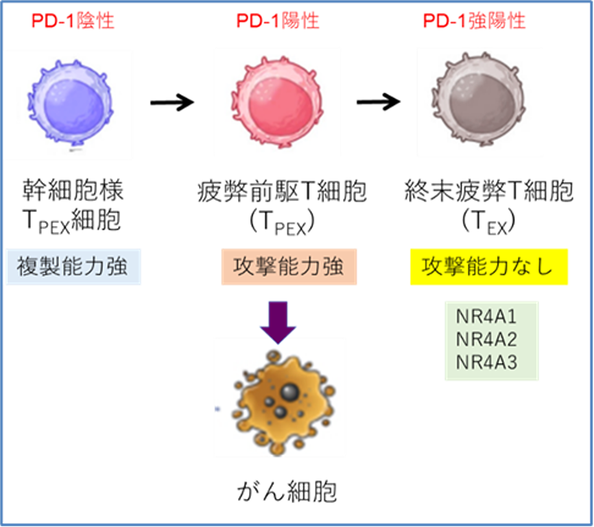 図１．固形がんとの反応によるT細胞の分化様式