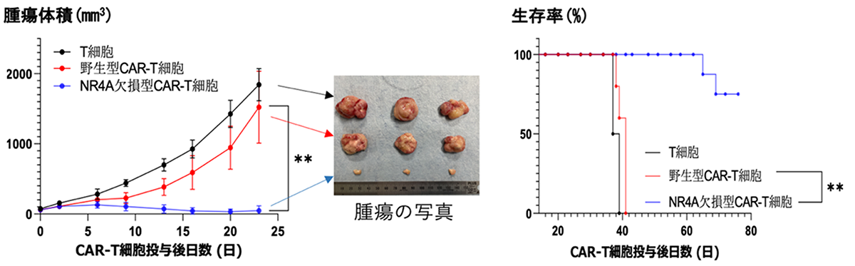 図２．NR4A欠損型CAR-T細胞は強い抗腫瘍効果を発揮する