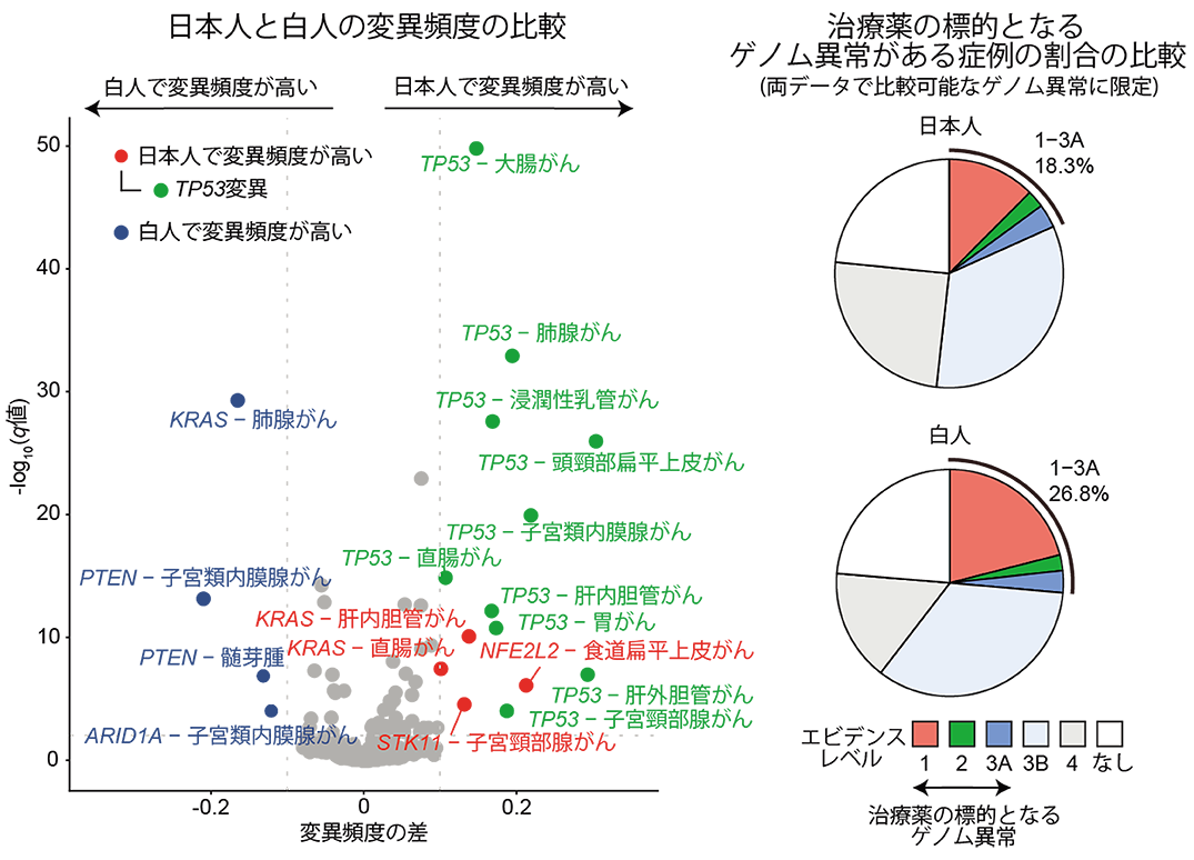 図３．日本人と米国白人の遺伝子異常の比較