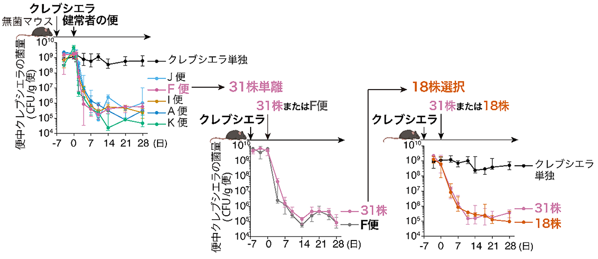 図１．クレブシエラを排除する菌の探索