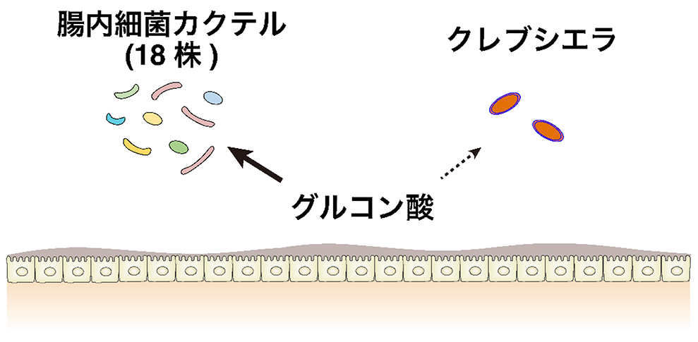 図３．本研究の概念図