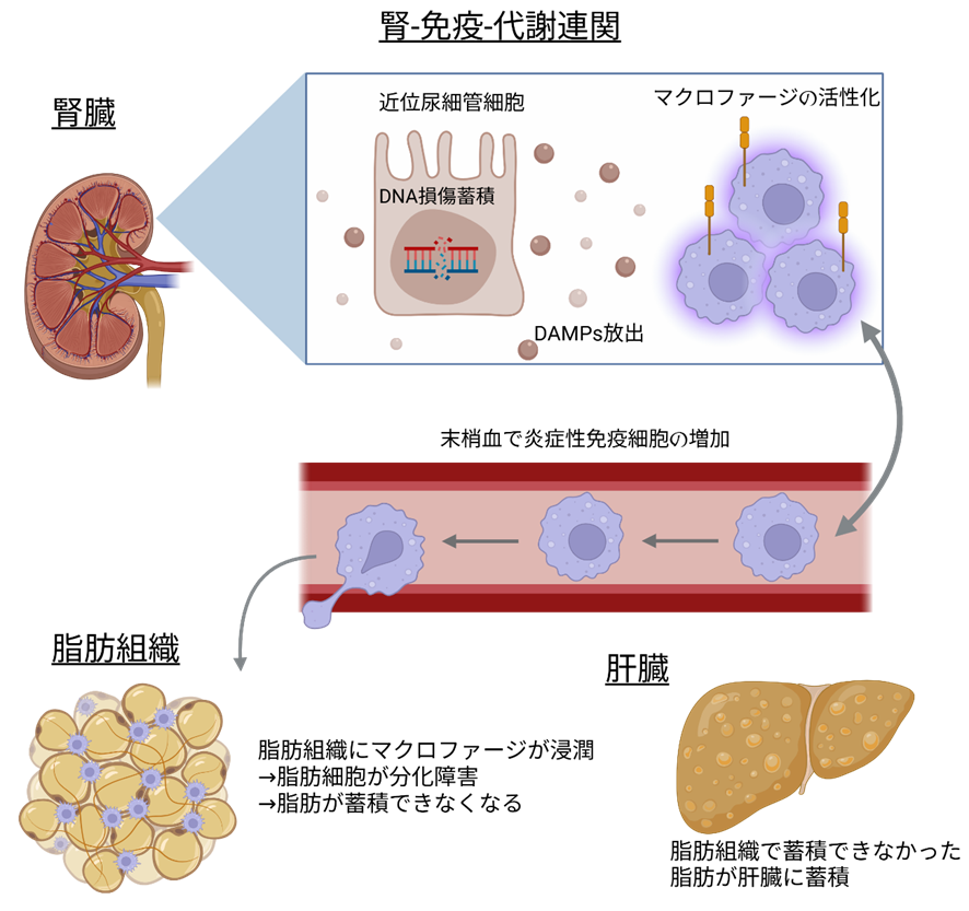 腎臓・免疫・代謝連関 ― 尿細管DNA損傷に起因する新規メカニズムの解明