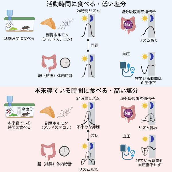 夜の塩分は高血圧の元？「食べる時間」と血圧の関係